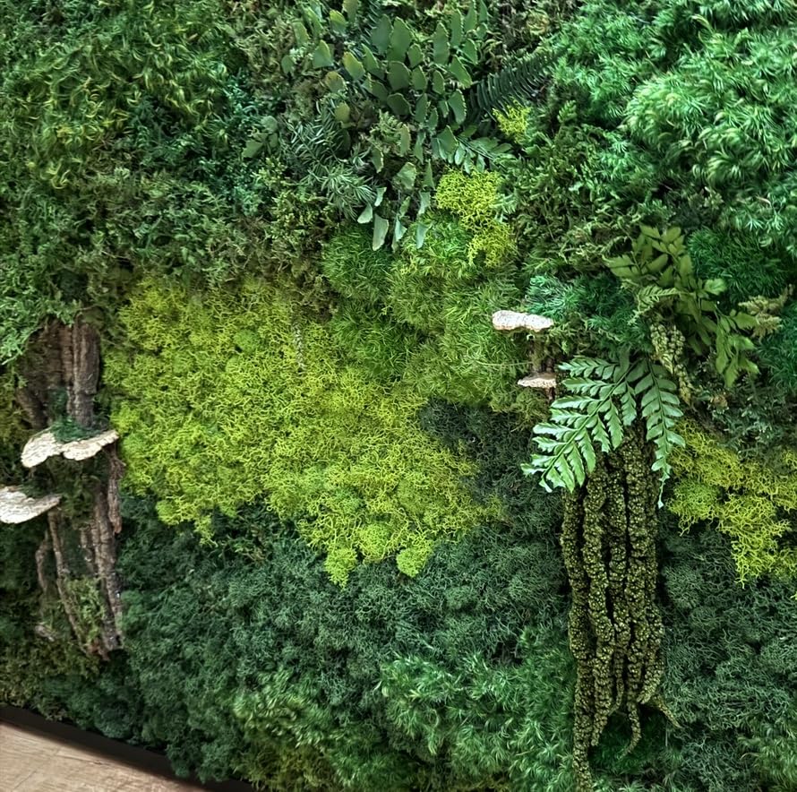 Amazon.com: Unique Moss Wall Art - Preserved Moss Art - Green Wall
